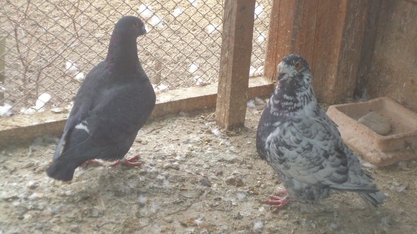  - VOIAJORI STANDAR ROMANESC SI AMERICAN 2016