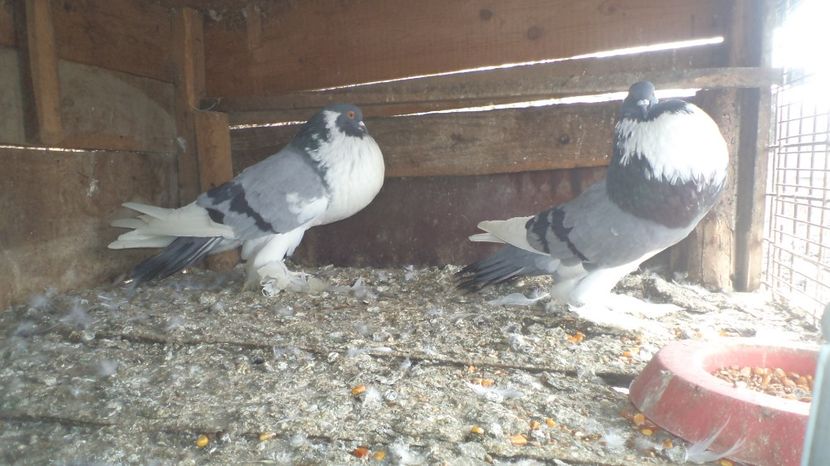  - Gusatii Pomerieni AI MEI MATCA 2016