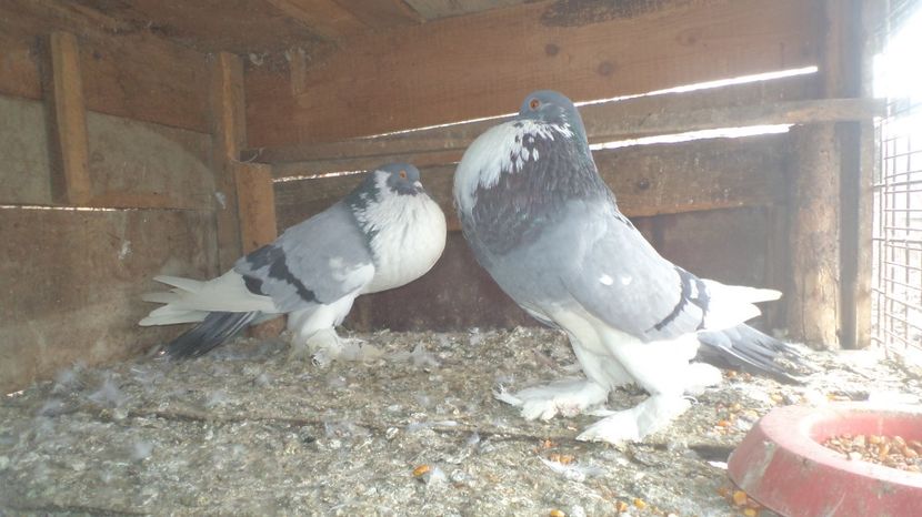  - Gusatii Pomerieni AI MEI MATCA 2016