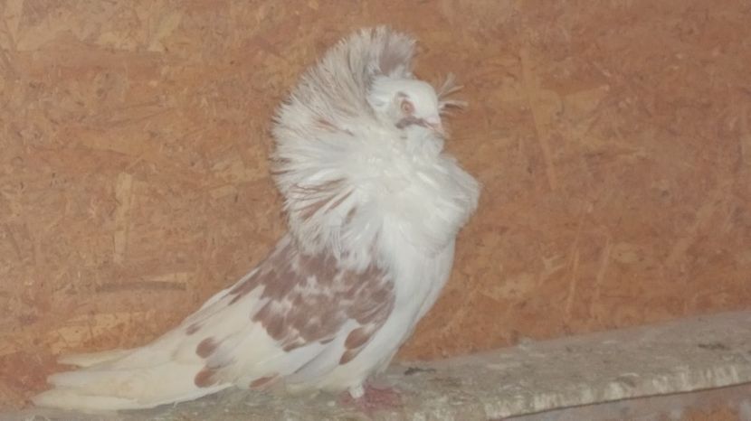  - Gulerati Maria Stuard  2017 ARHIVA SI MATCA ACTUALA