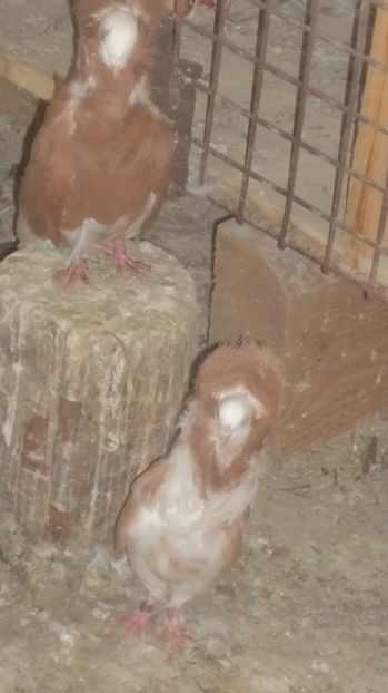  - Gulerati Maria Stuard  2017 ARHIVA SI MATCA ACTUALA