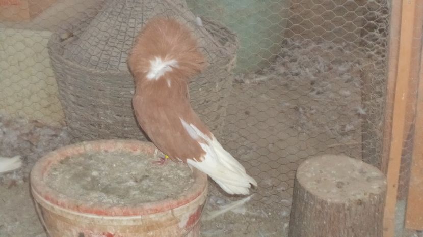  - Gulerati Maria Stuard  2017 ARHIVA SI MATCA ACTUALA