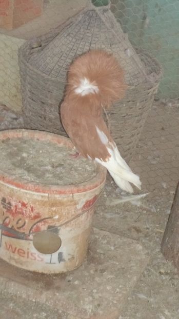  - Gulerati Maria Stuard  2017 ARHIVA SI MATCA ACTUALA