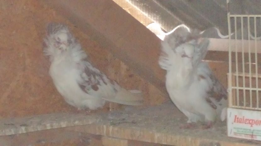  - Gulerati Maria Stuard  2017 ARHIVA SI MATCA ACTUALA