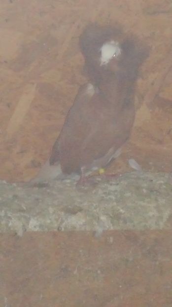  - Gulerati Maria Stuard  2017 ARHIVA SI MATCA ACTUALA