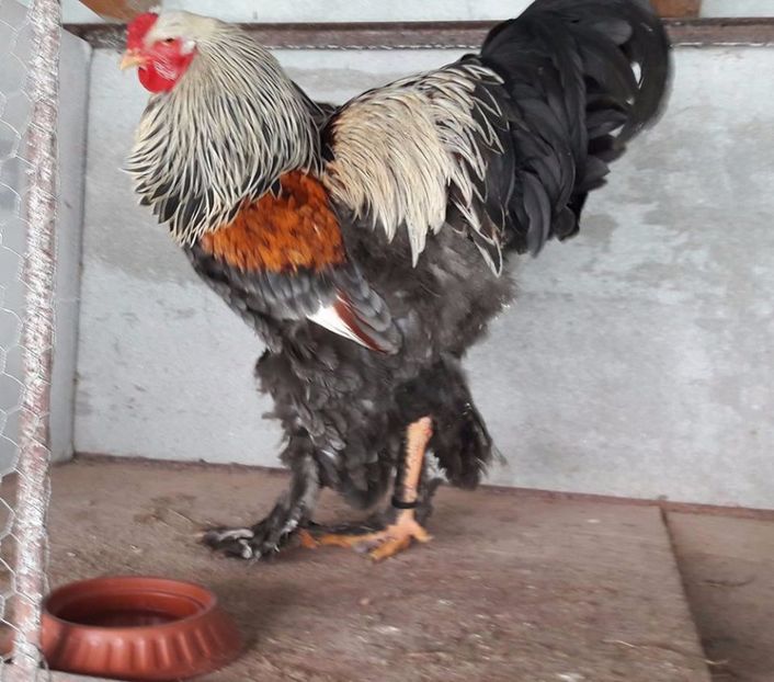 bso martie17 - B__Brahma Silver orange