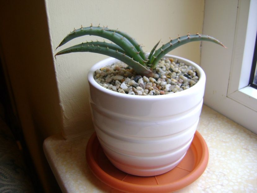 Aloe suprafoliata - Suculente 2017