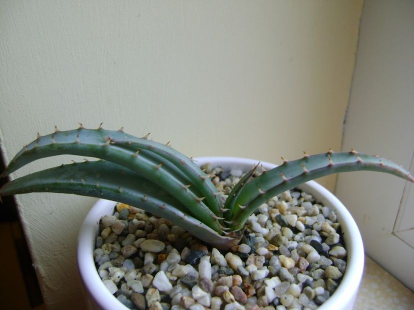 Aloe suprafoliata - Suculente 2017