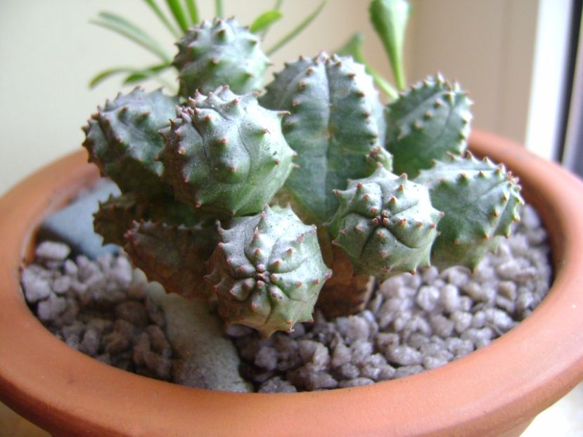 Euphorbia pseudoglobosa - Suculente 2017