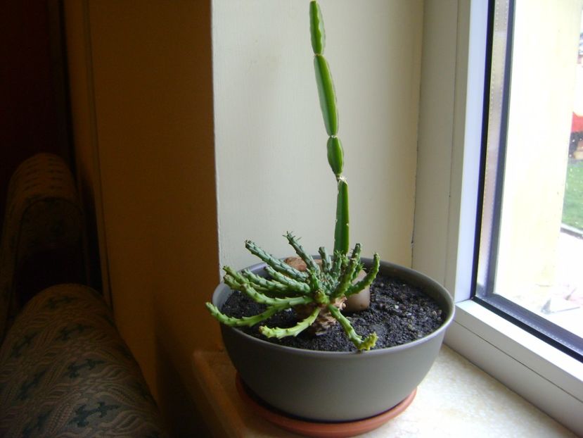 Euphorbia flanagani & Cissus quadrangularis - Suculente 2017