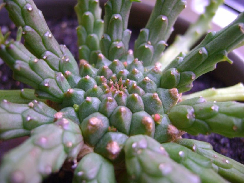 Euphorbia flanagani - Caudiciforme si bulbi 2017