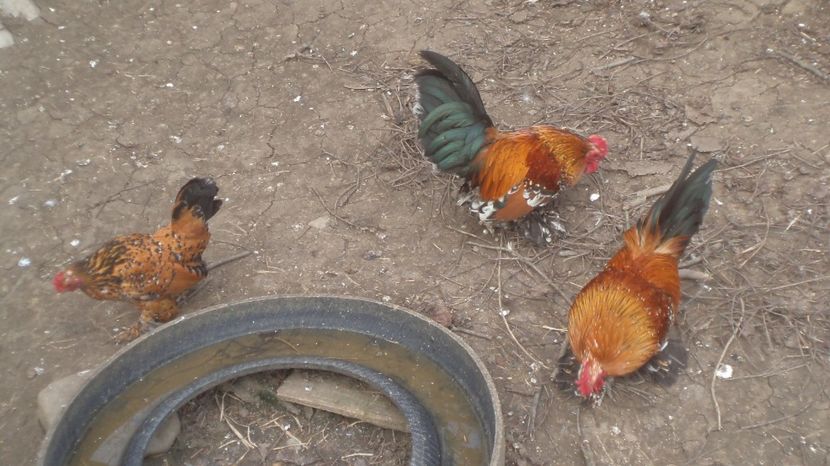  - MiDEFLORi MATCA 2021 si tineret