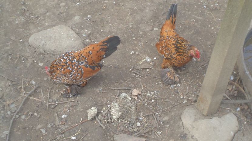  - MiDEFLORi MATCA 2021 si tineret