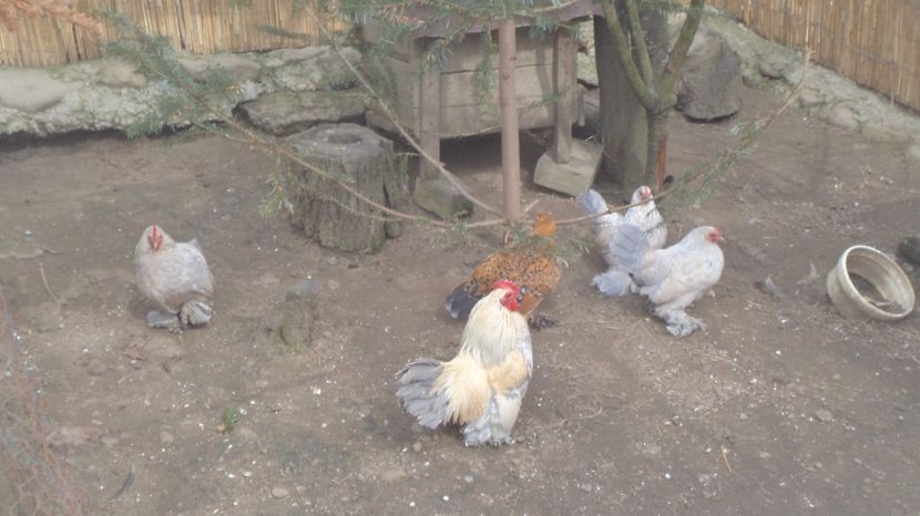  - MiDEFLORi MATCA 2021 si tineret