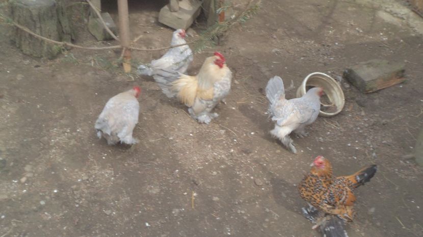  - MiDEFLORi MATCA 2021 si tineret