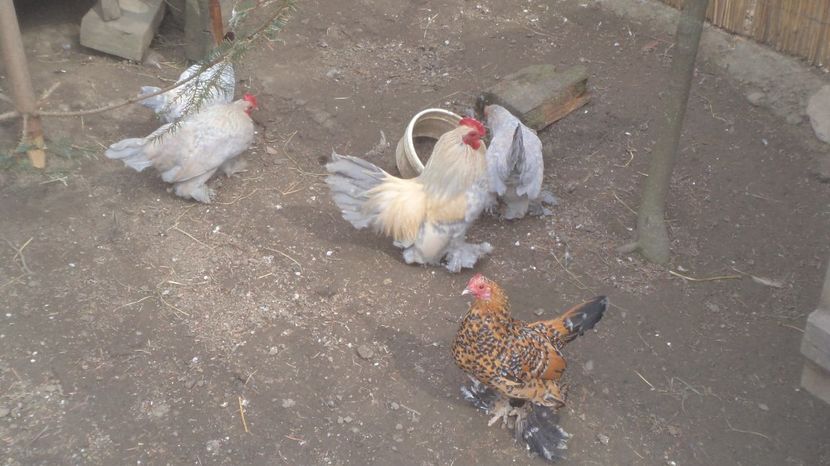  - MiDEFLORi MATCA 2021 si tineret