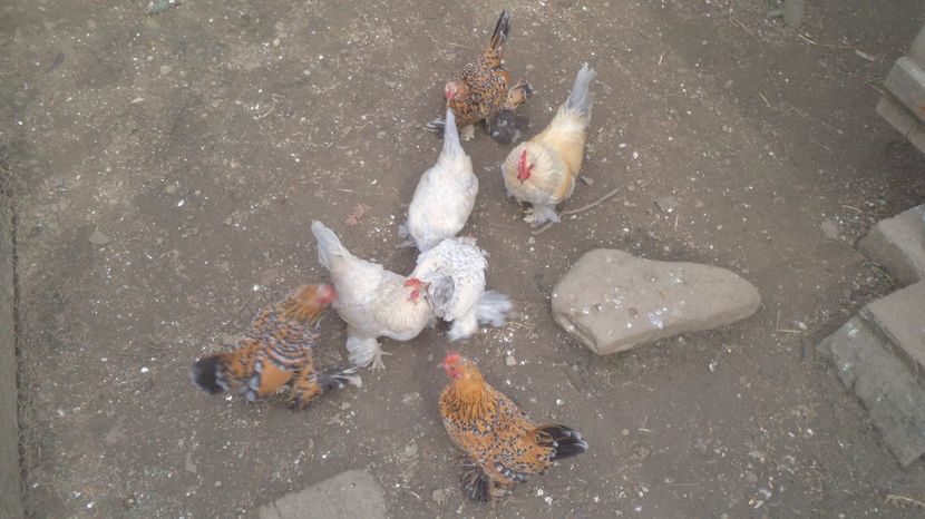  - MiDEFLORi MATCA 2021 si tineret