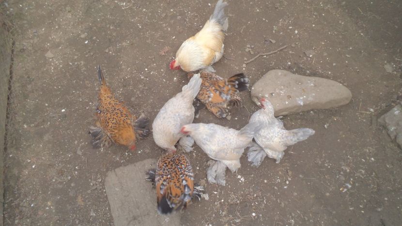 MATCA MEA PENTRU 2017 - MiDEFLORi MATCA 2021 si tineret