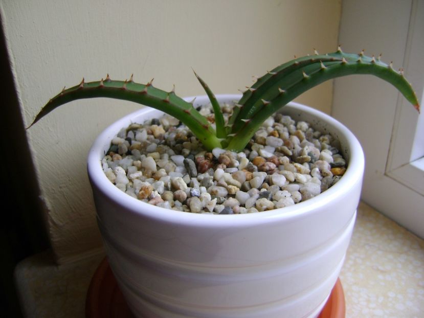 Aloe suprafoliata - Suculente 2017