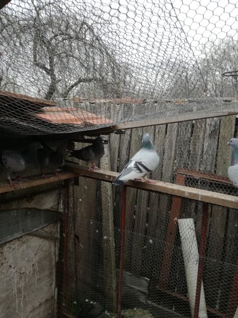  - 26-03-2017 Reproductie