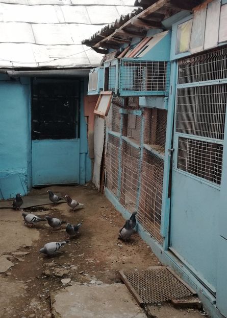  - 26-03-2017 Reproductie