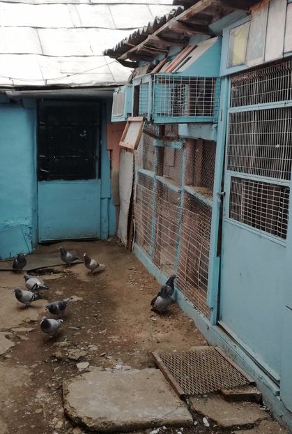  - 26-03-2017 Reproductie