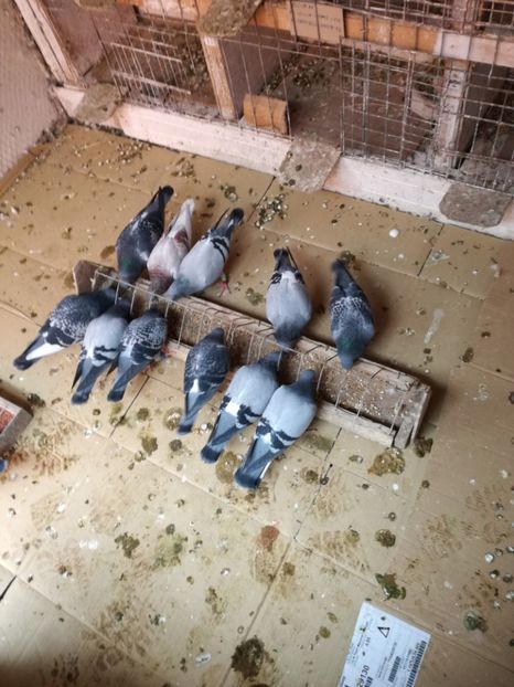  - 26-03-2017 Reproductie