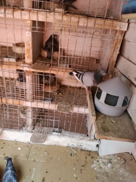  - 26-03-2017 Reproductie