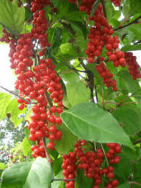 schisandra 1 - Schisandra Chinensis  Fructul Cu 5 Arome
