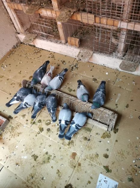  - 26-03-2017 Reproductie