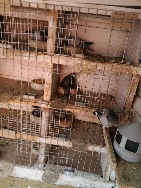  - 26-03-2017 Reproductie