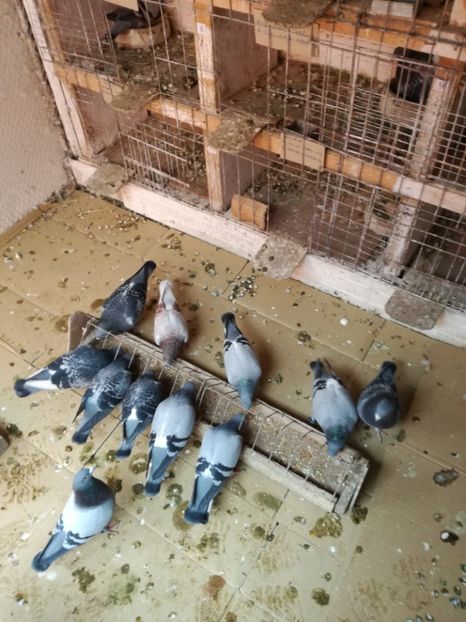  - 26-03-2017 Reproductie