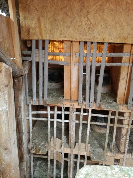  - 26-03-2017 Reproductie