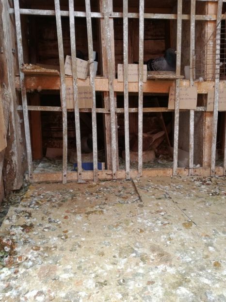  - 26-03-2017 Reproductie