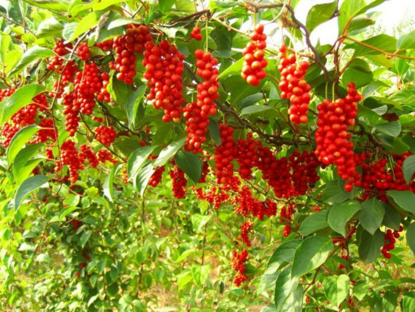 schisandra-berries-chinese - Schisandra Chinensis  Fructul Cu 5 Arome