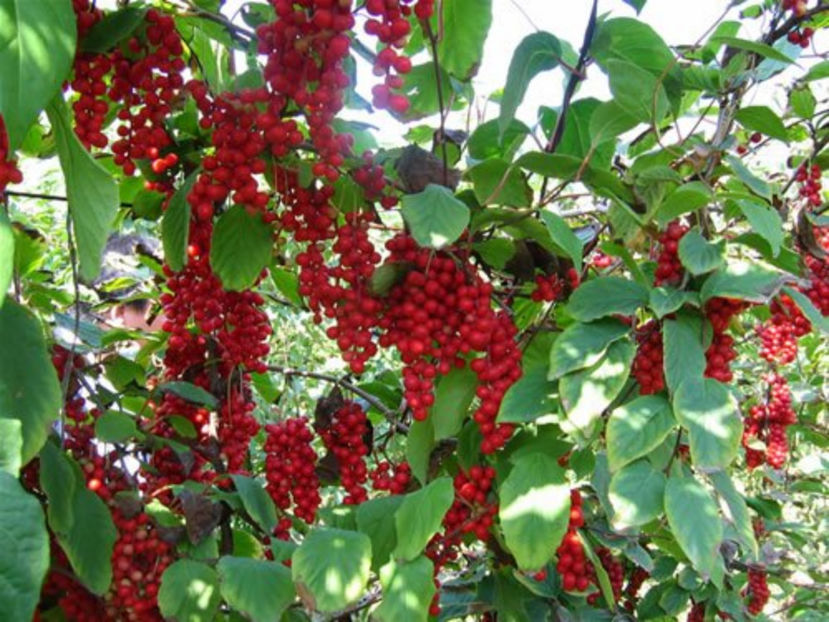 Schisandra - Schisandra Chinensis  Fructul Cu 5 Arome