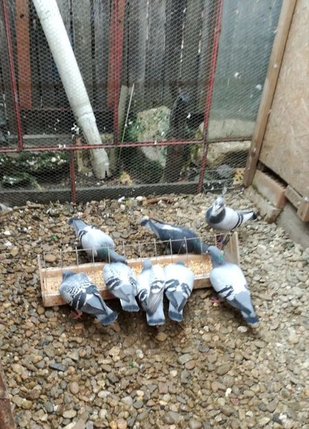  - 26-03-2017 Reproductie