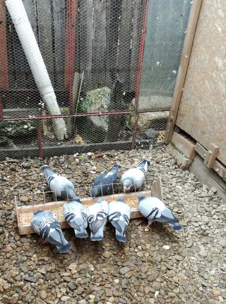  - 26-03-2017 Reproductie