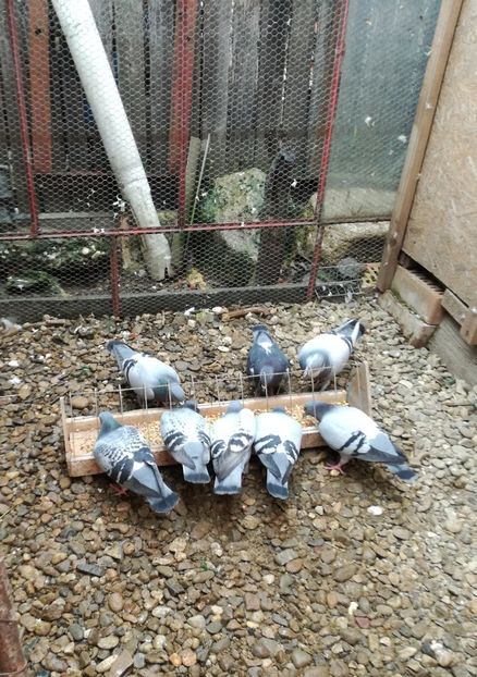  - 26-03-2017 Reproductie