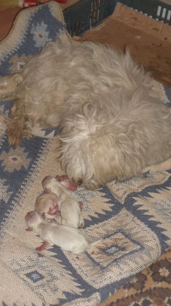  - PAZNICI CREDINCIOSI LA DATORIE