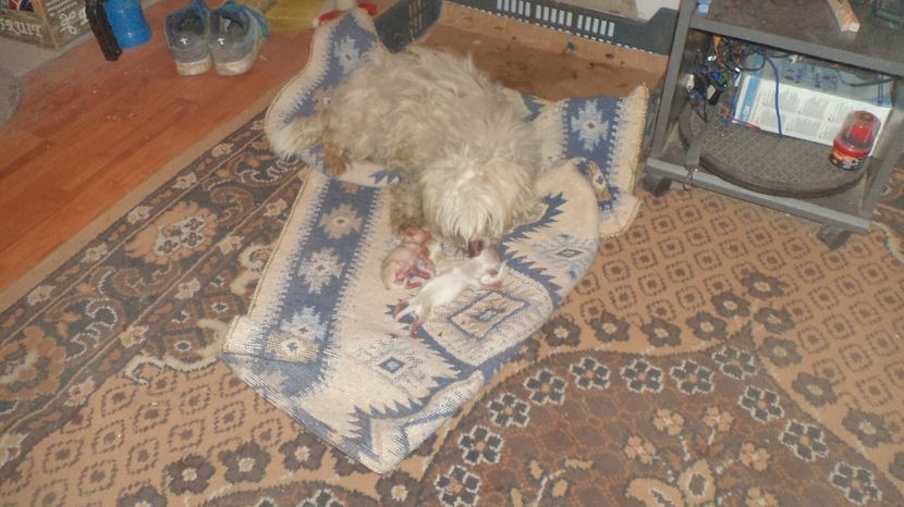  - PAZNICI CREDINCIOSI LA DATORIE