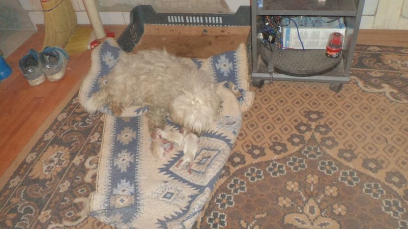  - PAZNICI CREDINCIOSI LA DATORIE