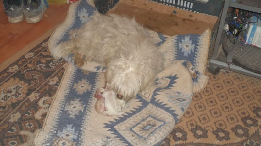  - PAZNICI CREDINCIOSI LA DATORIE