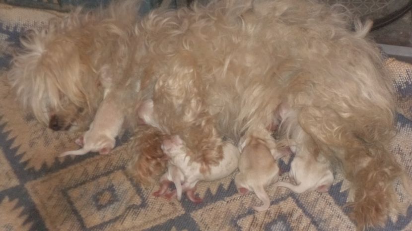 IZUCA SI URMASII - PAZNICI CREDINCIOSI LA DATORIE