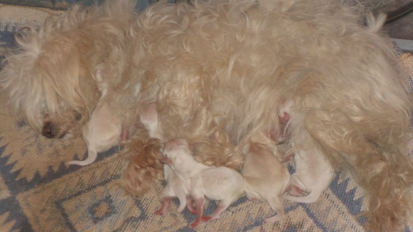  - PAZNICI CREDINCIOSI LA DATORIE