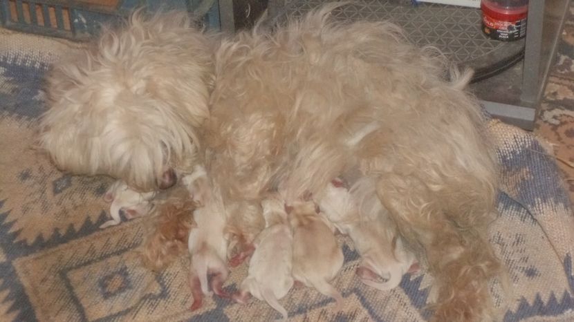 AM FOST CINCI LA MAMA - PAZNICI CREDINCIOSI LA DATORIE