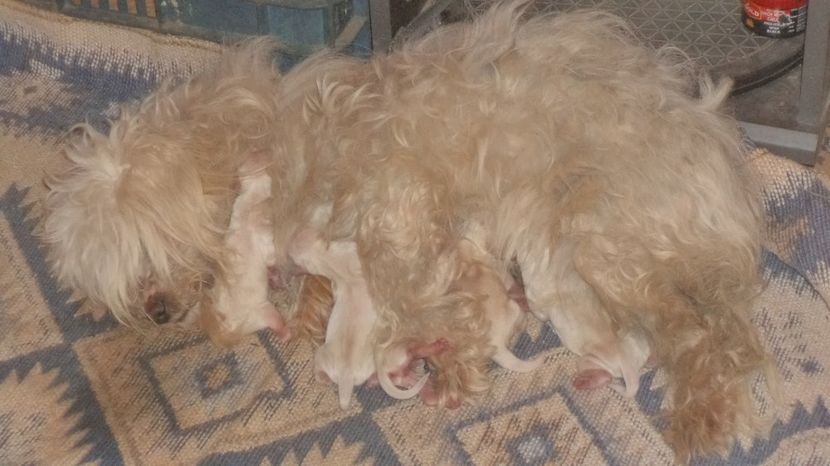  - PAZNICI CREDINCIOSI LA DATORIE