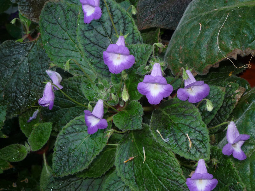 Eucodonia Adel - Flori 2017