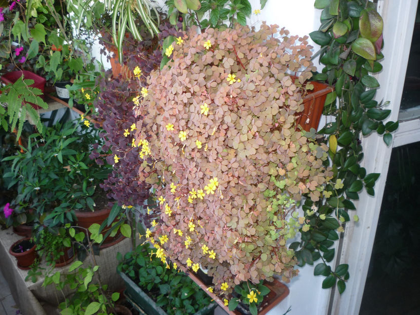 P1060139 - Flori 2017