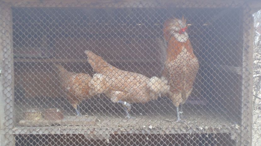  - PADUANE ACHIZITIE 2017 MATCA